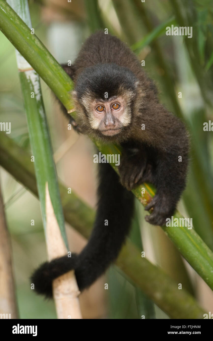 A Black Capuchin Monkey from the Atlantic Rainforest of SE Brazil Stock Photo