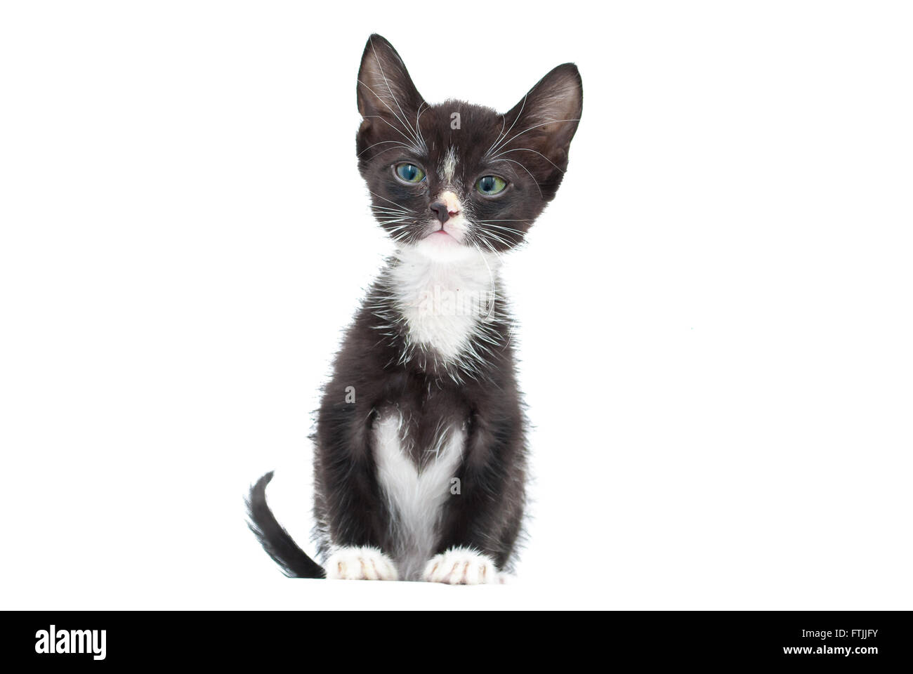 A Beautiful Tuxedo black and white kitten on a white background. Stock Photo