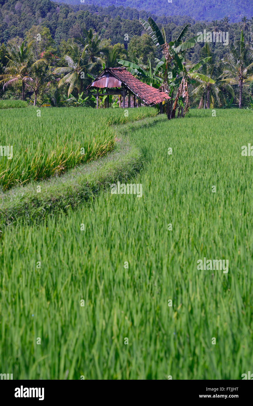 Reisfeld in Zentralbali, Munduk, Bali, Indonesien Stock Photo