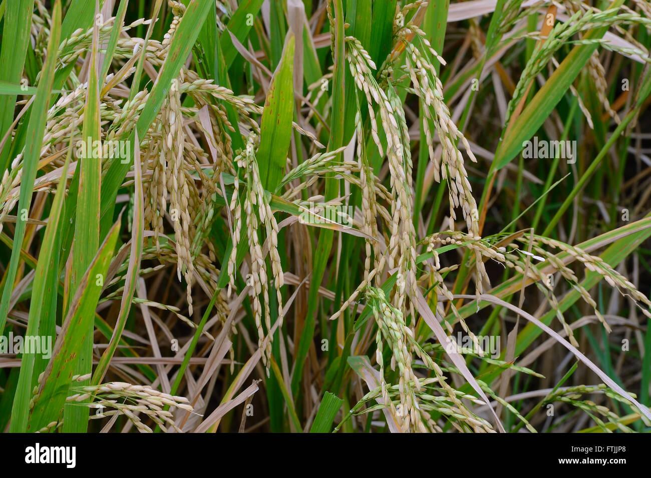 erntereifer Reis an Reispflanzen (Oryza sativa) im Reisfeld, Munduk, Nordbali , Bali, Indonesien Stock Photo
