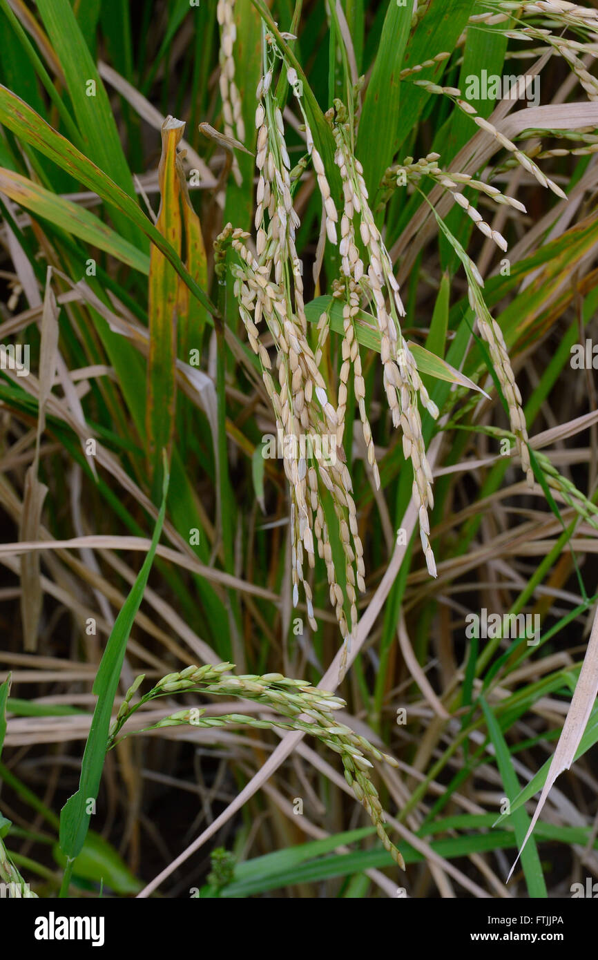 erntereifer Reis an Reispflanzen (Oryza sativa) im Reisfeld, Munduk, Nordbali , Bali, Indonesien Stock Photo