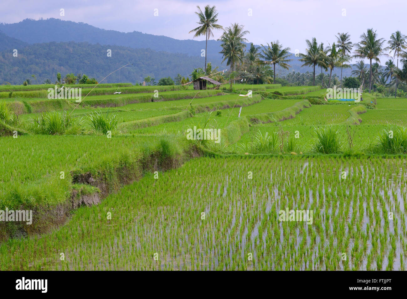 Reisfelder und Reisterrassen, Munduk, Zentralbali, Bali, Indonesien Stock Photo