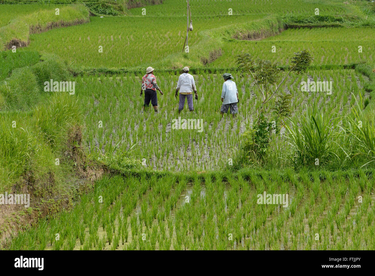 Frauen arbeiten auf Reisfelder und Reisterrassen, Munduk, Zentralbali, Bali, Indonesien Stock Photo