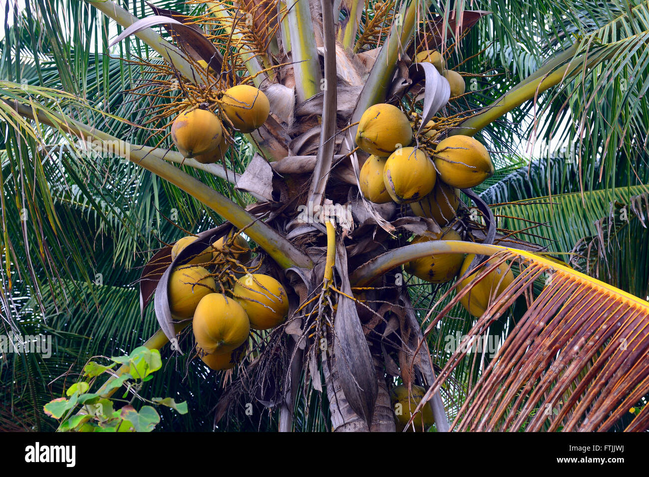 Kokosnuesse an Kokospalme (Cocos nucifera), Lovina, Nordbali, Bali, Indonesien Stock Photo
