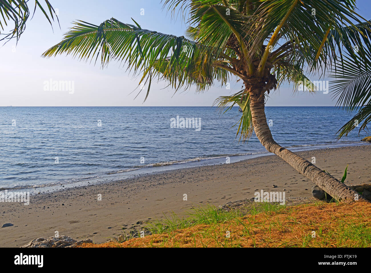 Kokospalmen (Cocos nucifera), am schwarzen Lavastrand von Lovina