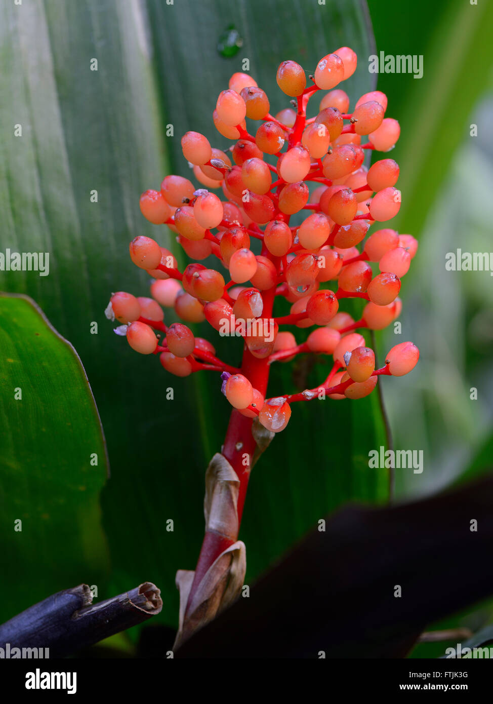 verschiedenfarbige Lanzenrosette, Aechmea miniata Stock Photo