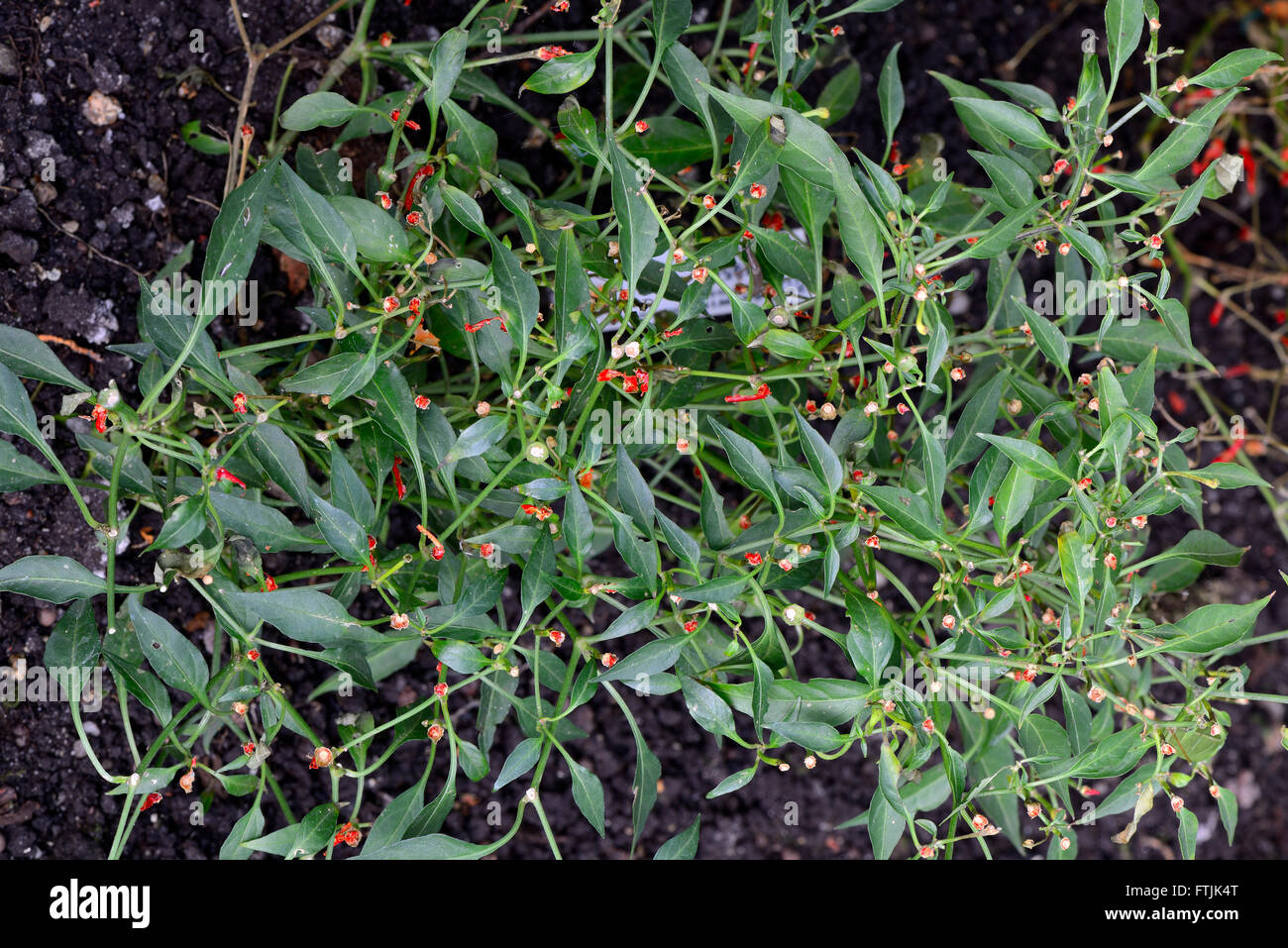 Halbstrauchiger Cayennepfeffer, Capsicum frutescens, Amerika Stock Photo
