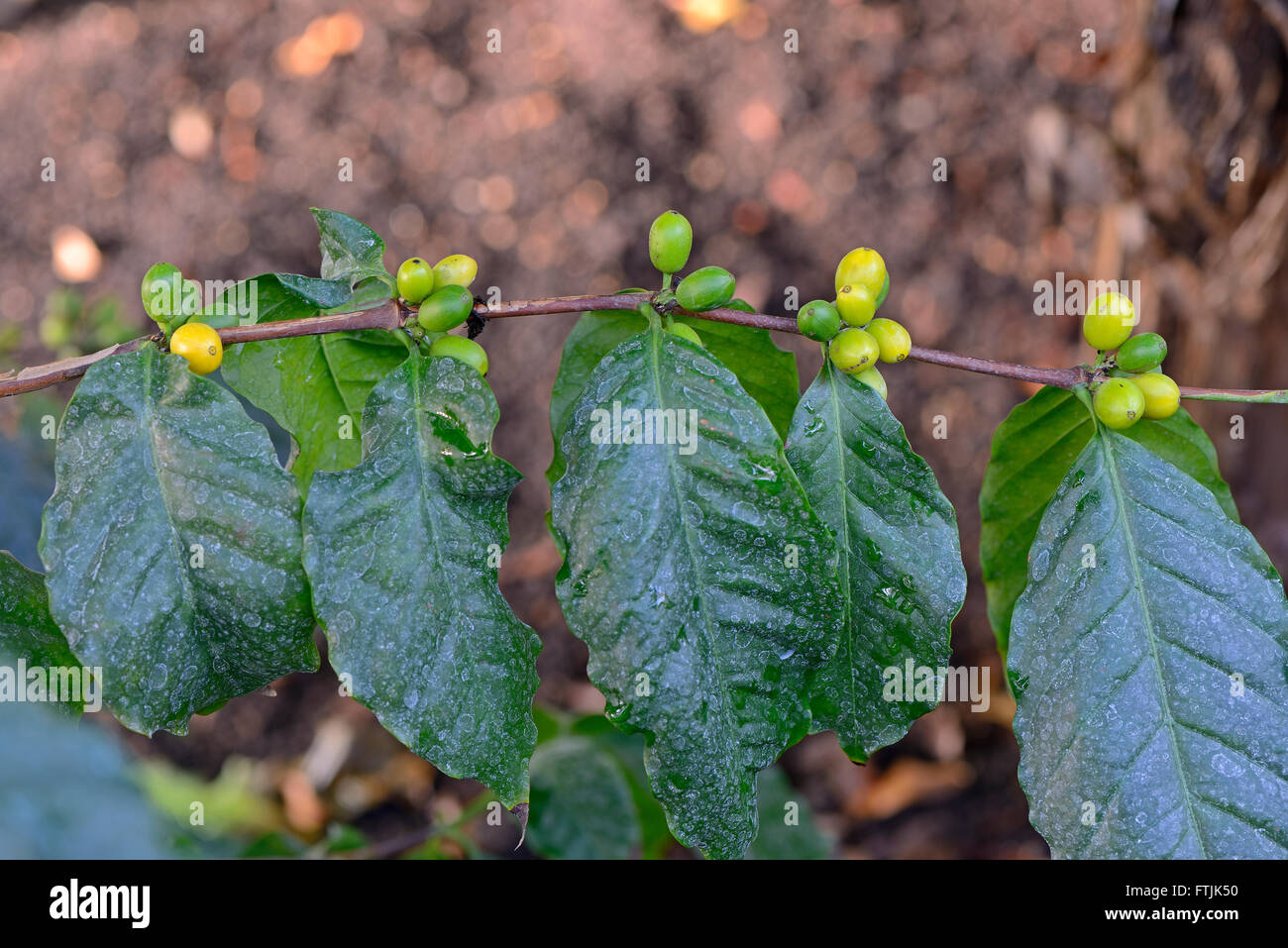 Afrikanischer Kaffee, Coffea stenophylla, Westafrika Stock Photo