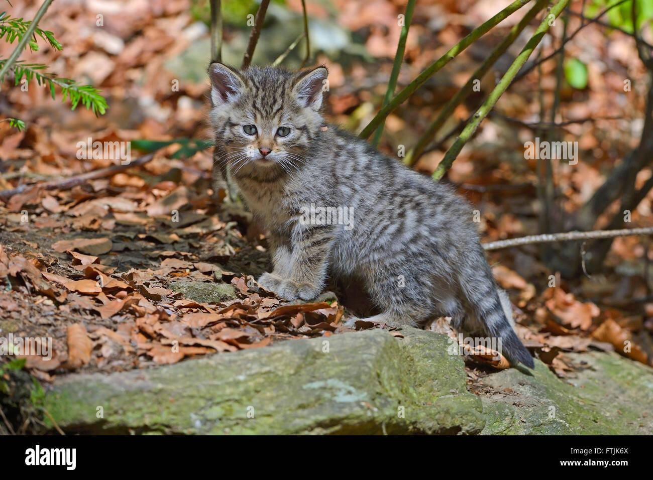 european wildcat