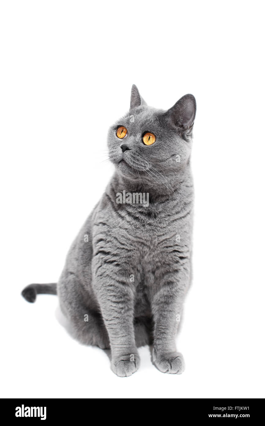 Gray British cat isolated on a white background Stock Photo