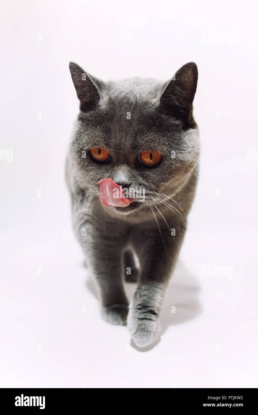 Licked gray cat on a white background Stock Photo