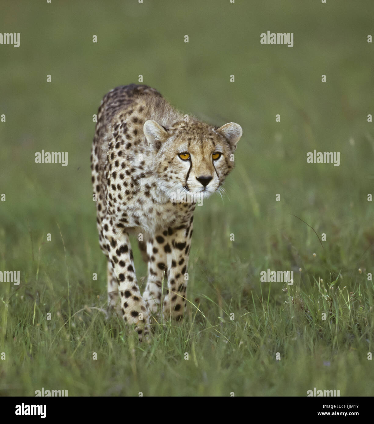 Cheetah hunting Stock Photo