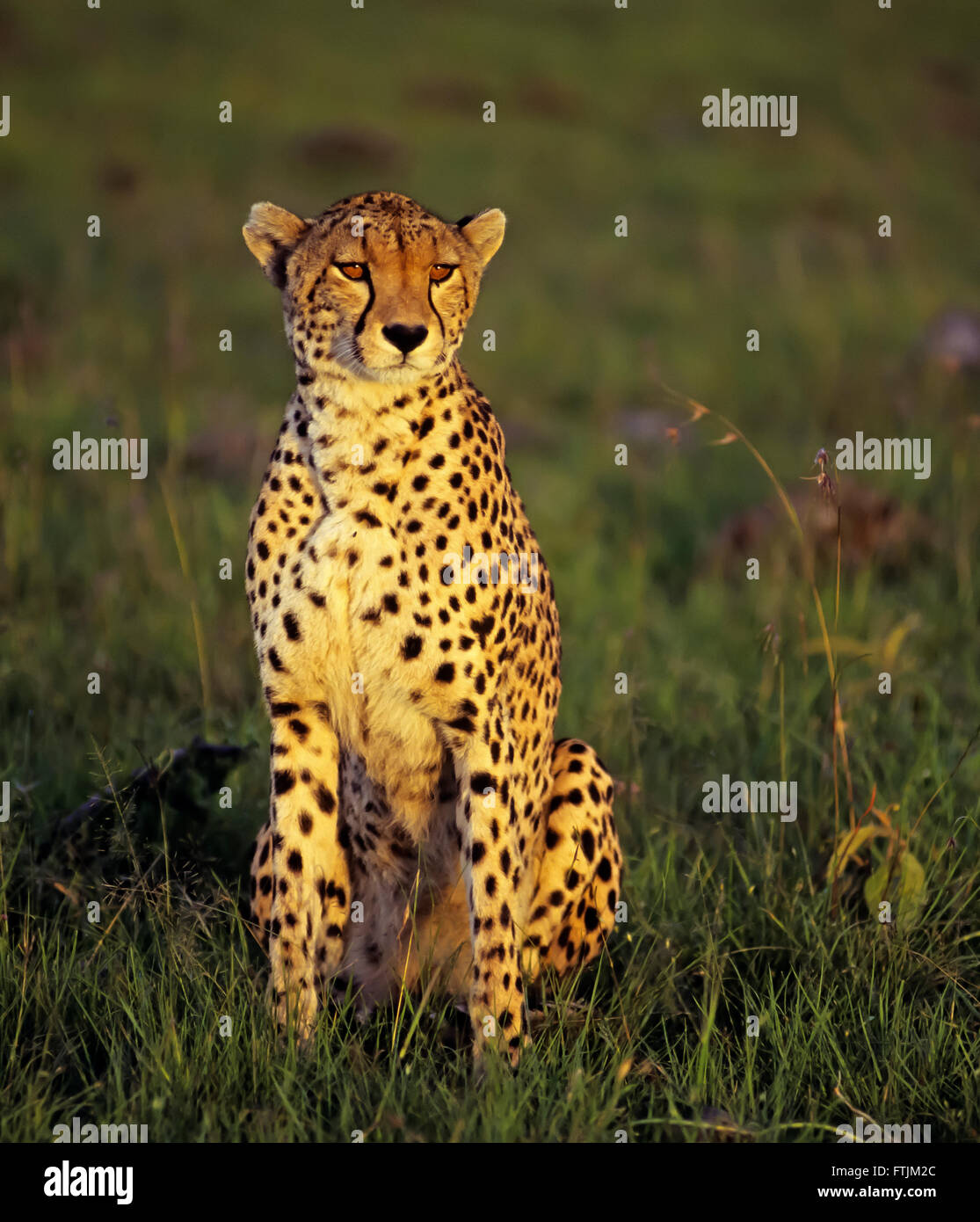 Cheetah at Sunset Stock Photo