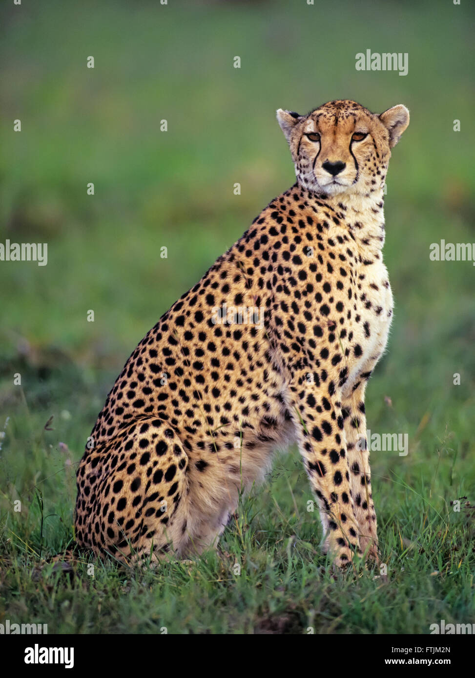 Cheetah at Sunset Stock Photo