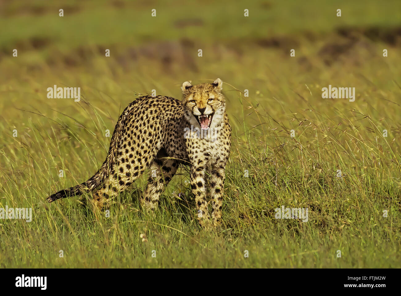 Cheetah growling Stock Photo