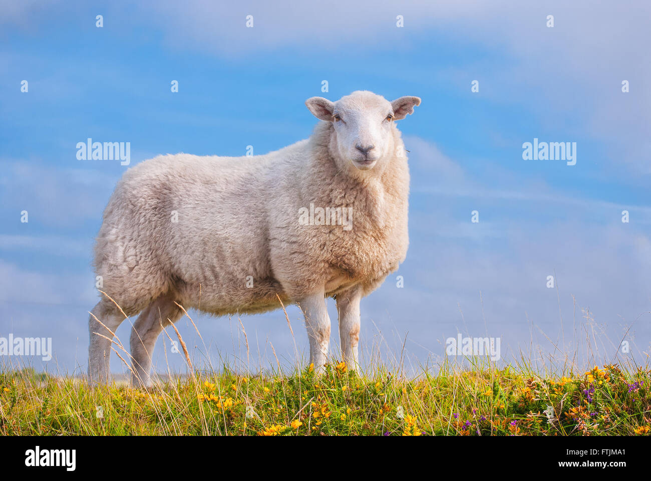 A single sheep standing on pretty grass against blue sky, looking at the camera. Stock Photo