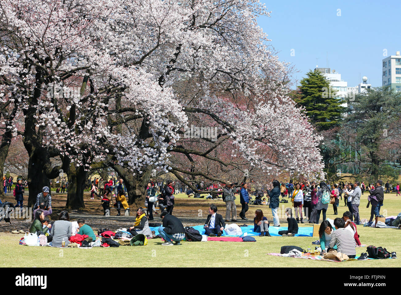Japanese hanami picnics hi-res stock photography and images - Alamy