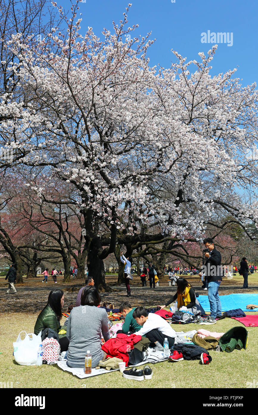 Japanese hanami picnics hi-res stock photography and images - Alamy