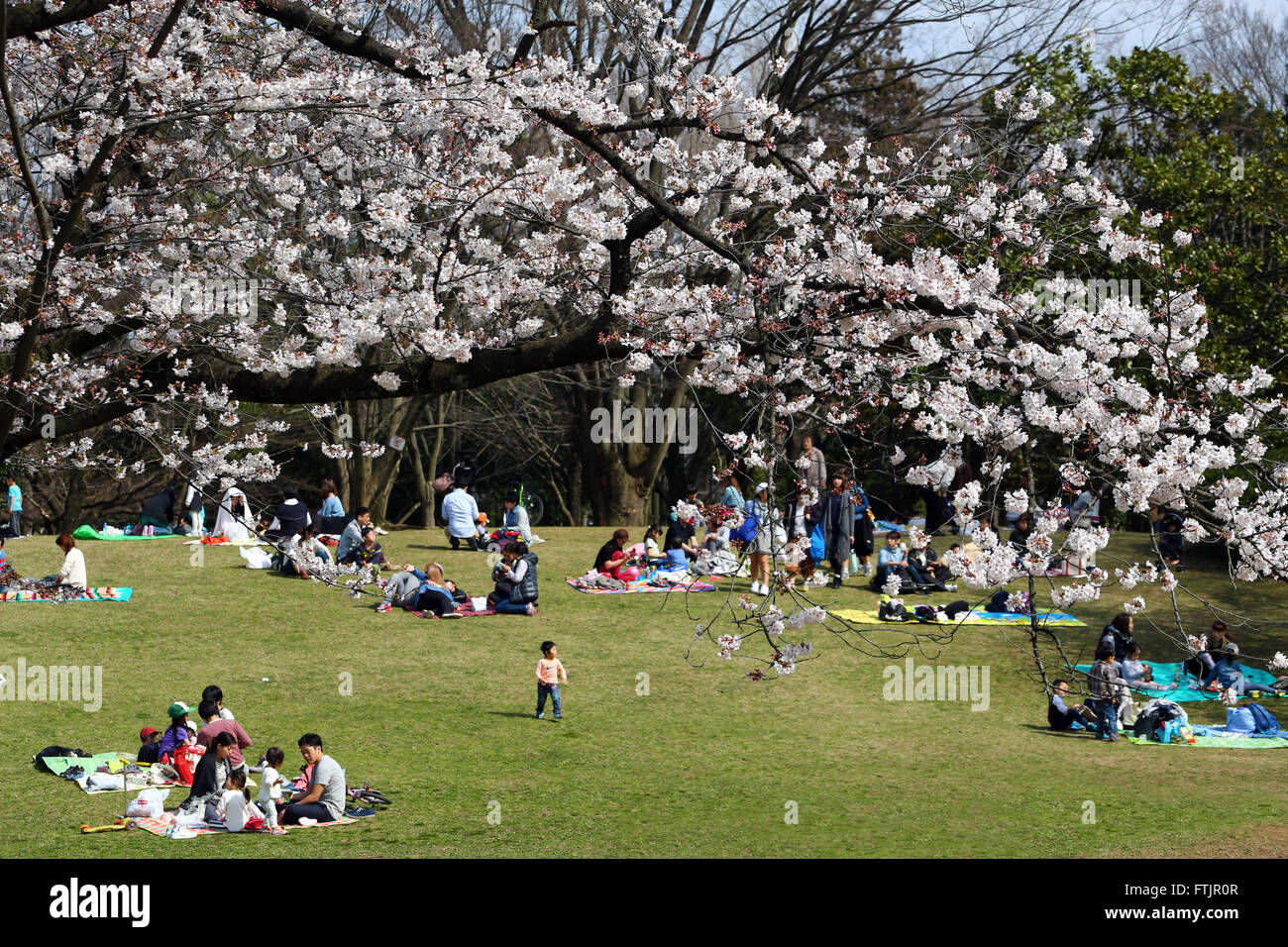 Tokyo, Japan. 29th March 2016. People picnic as the first Japanese Cherry Blossom in Tokyo brings out the crowds in Hikarigaoka Park in Tokyo, Japan. The cherry blossom is known as Sakura in Japan and the traditional custom of viewing the flowers is known as Hanami. Credit:  Paul Brown/Alamy Live News Stock Photo