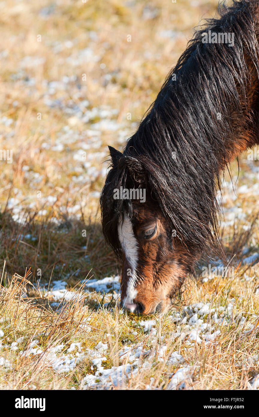 Powys, Wales, UK. 29th March 2016. Welsh ponies graze on the high moorland of the Mynydd Epynt range in Powys after a light fall of snow last night. Credit:  Graham M. Lawrence/Alamy Live News. Stock Photo