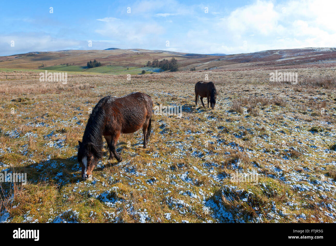 Powys, Wales, UK. 29th March 2016. Welsh ponies graze on the high moorland of the Mynydd Epynt range in Powys after a light fall of snow last night. Credit:  Graham M. Lawrence/Alamy Live News. Stock Photo