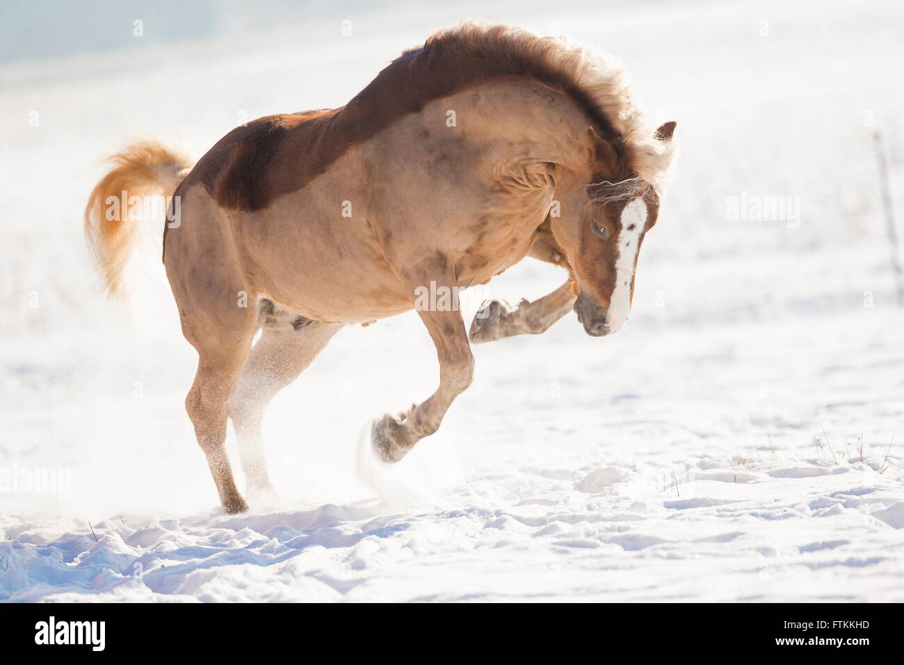 Black Forest Horse. Chestnut gelding bucking on a snowy pasture. Germany Stock Photo