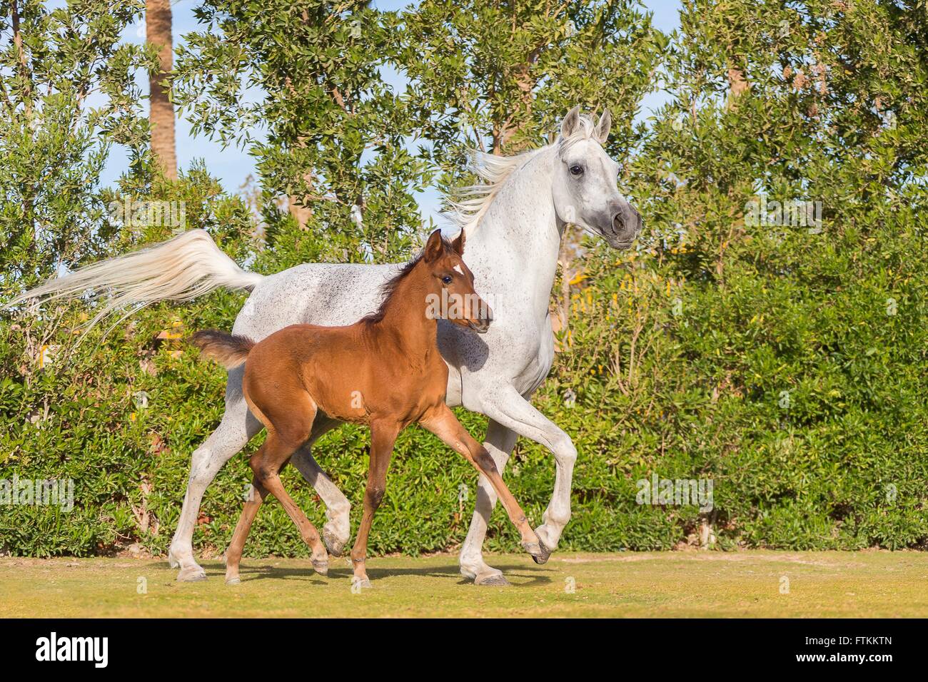 Arab Horse Gray Mare With Chestnut Foal Trotting On A Lawn Egypt arab-horse-gray-mare-with-chestnut-foal-trotting-on-a-lawn-egypt