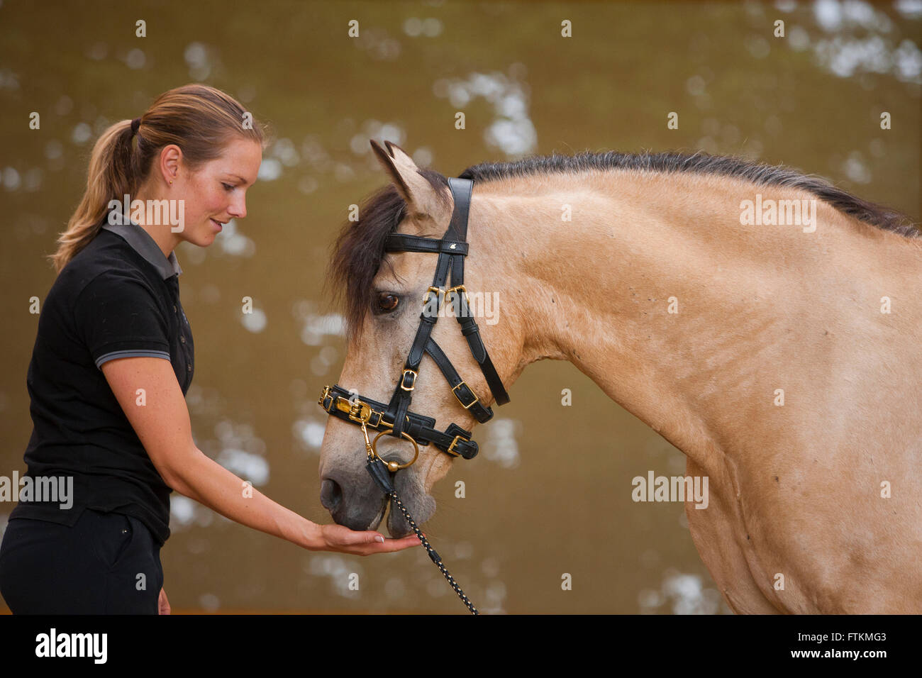 Pure Spanish Horse, Andalusian. Woman giving horse wearing a lunge