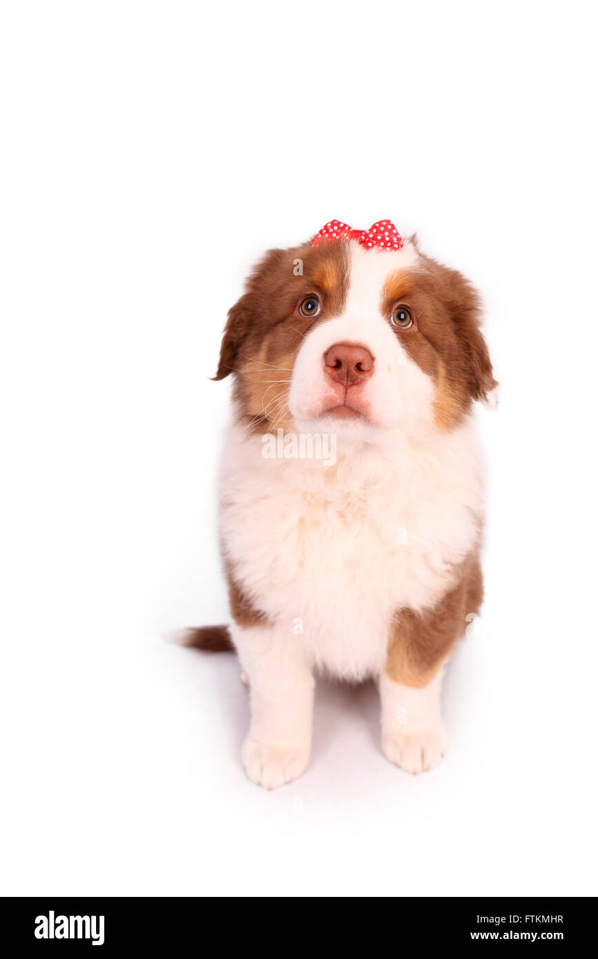 Puppy bows head hot sale
