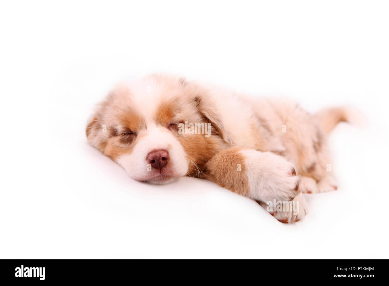 How Much Do 6 Week Old Puppies Sleep