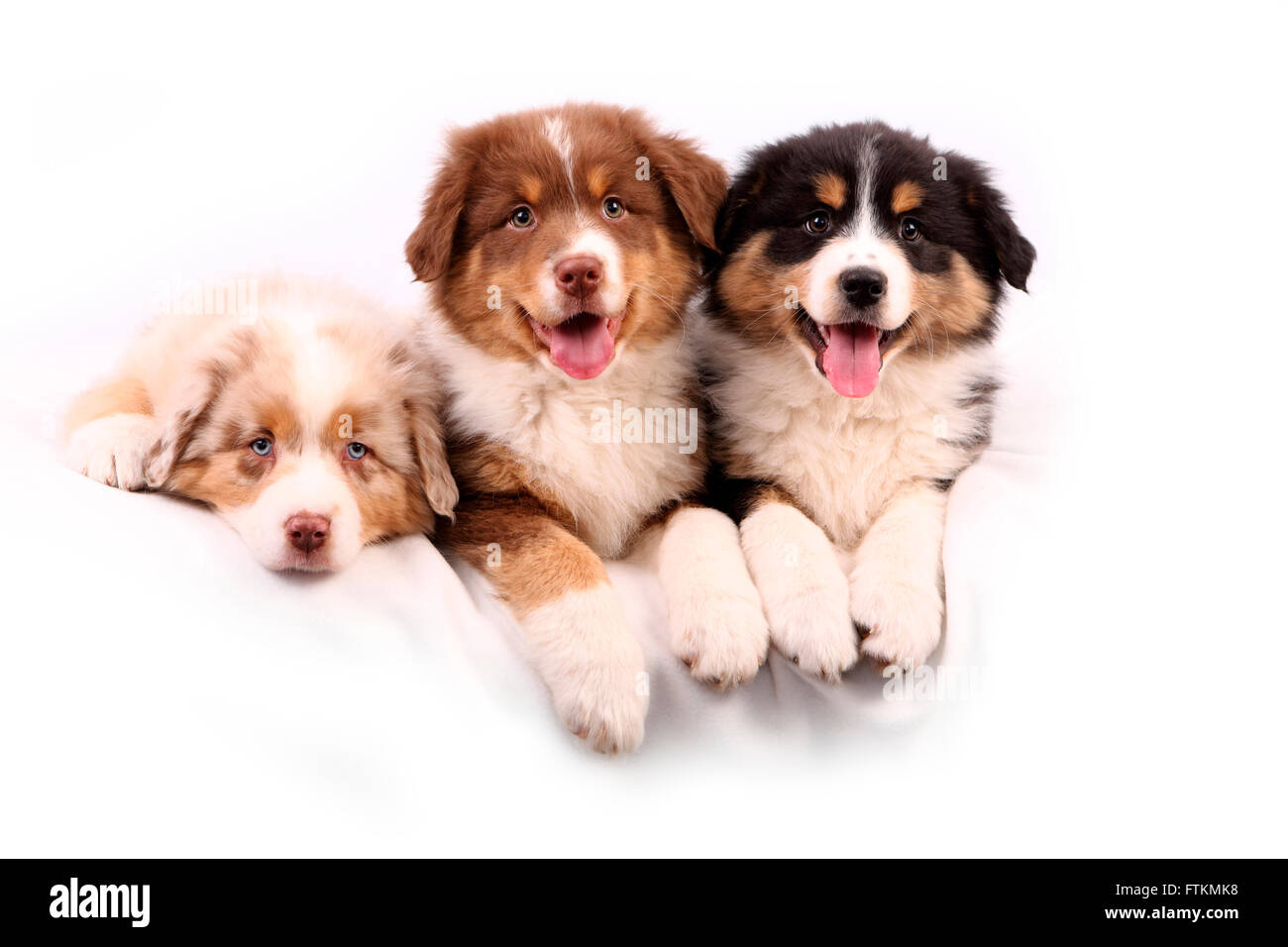 2 week old puppy panting