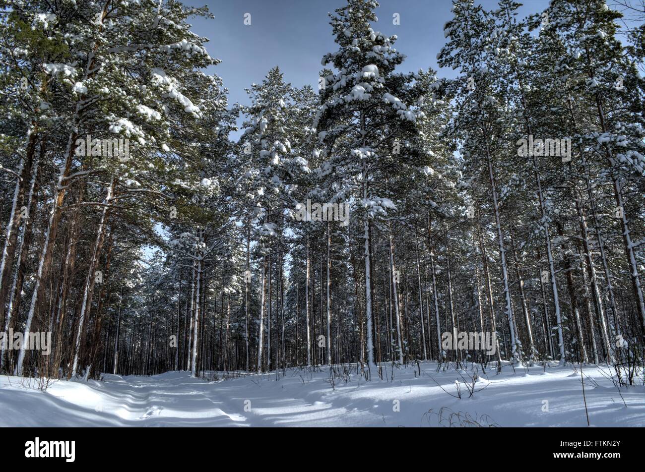 Forest in snowy wintertime hi-res stock photography and images - Alamy