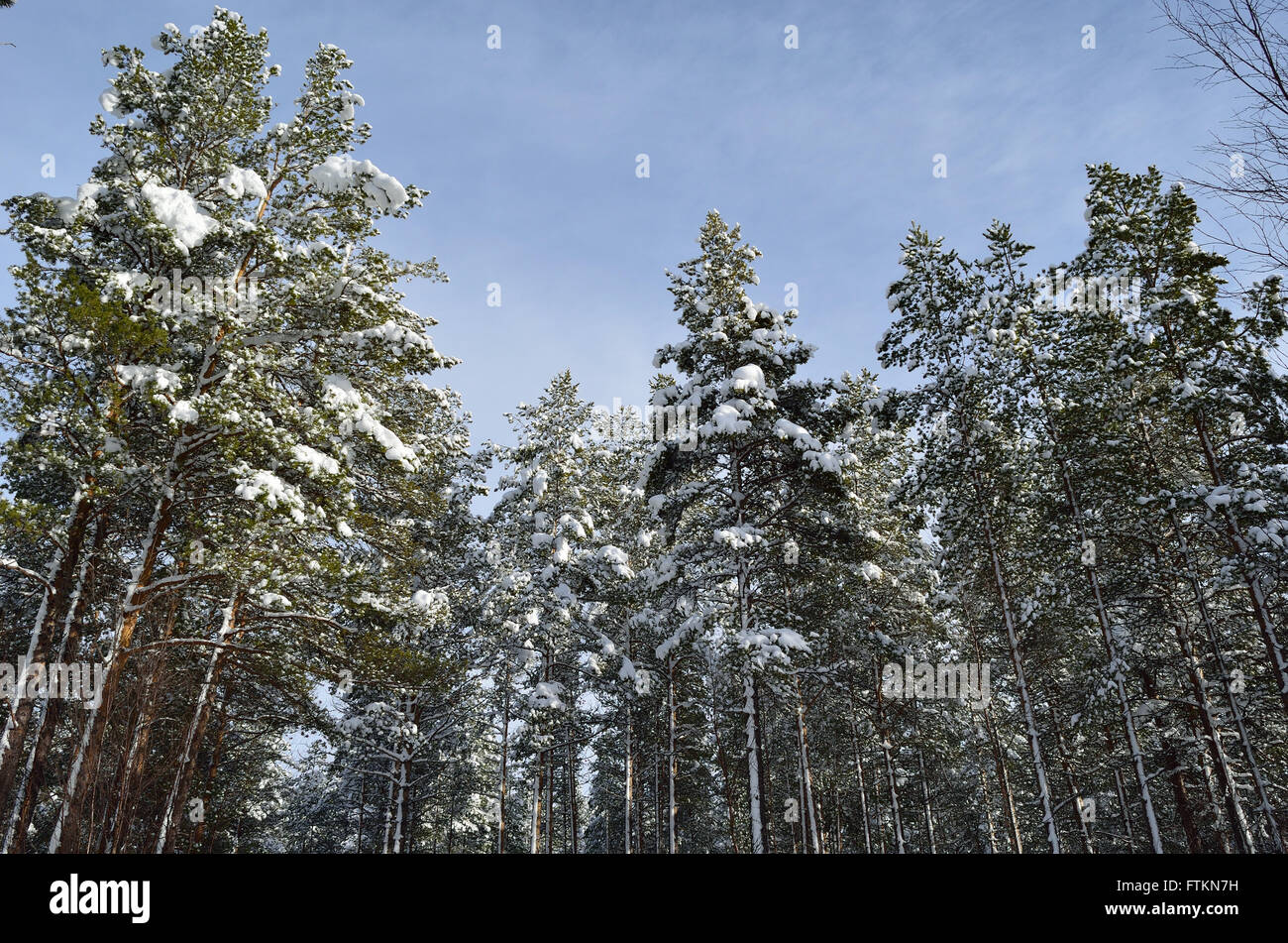 beautiful majestic snowy pine tree forest in winter sunshine Stock ...
