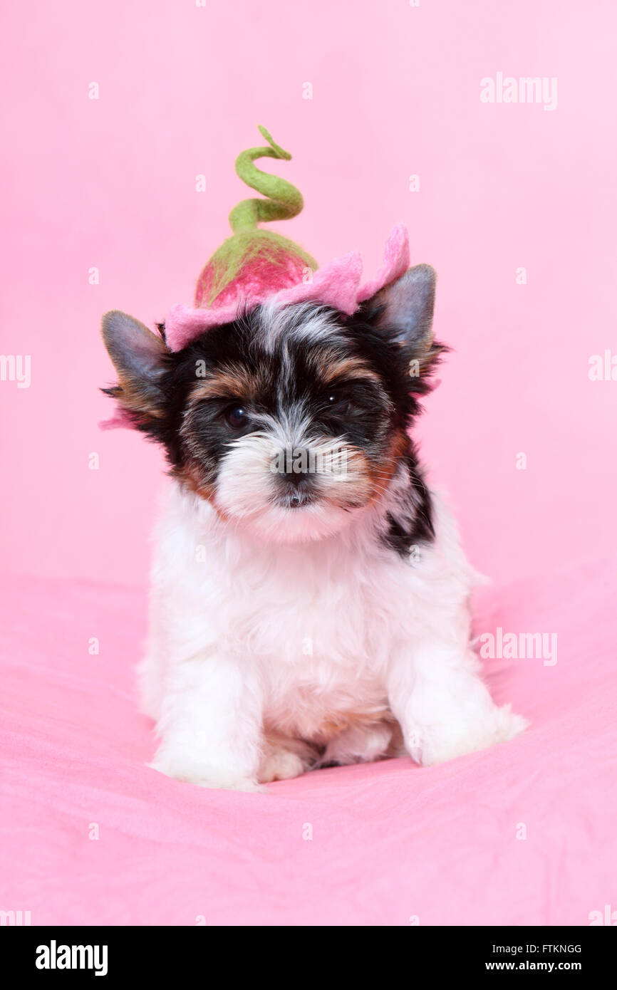 Biewer Terrier Puppy 7 Weeks Old Sitting While Wearing A Stock Photo Alamy Biewer Terrier Puppy 7 Weeks Old Sitting While Wearing A Stock Photo Alamy