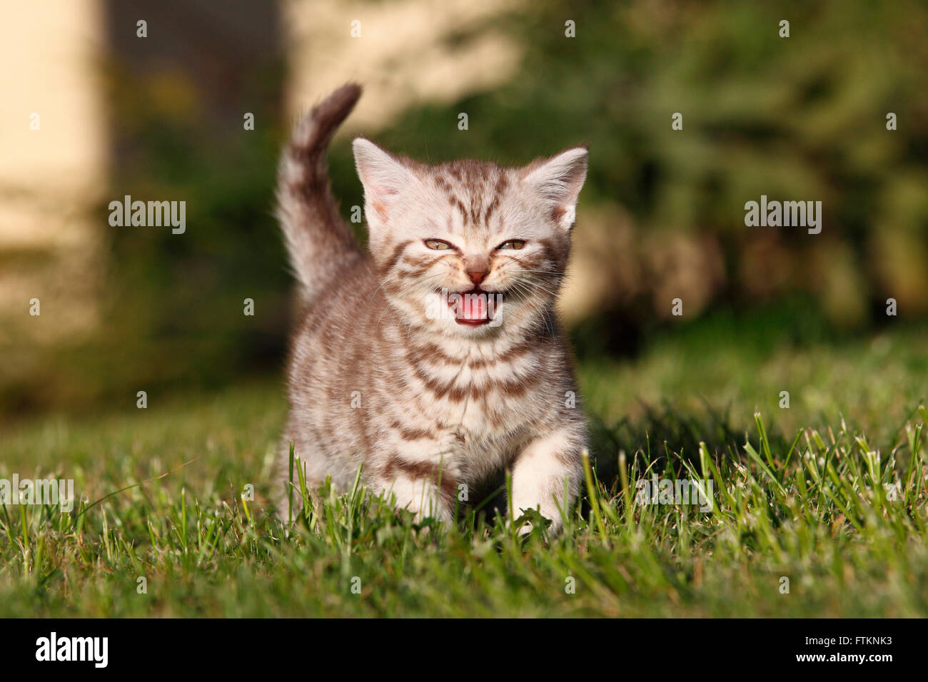 British Shorthair Tabby Kitten 8 Weeks Old Walking On A Lawn