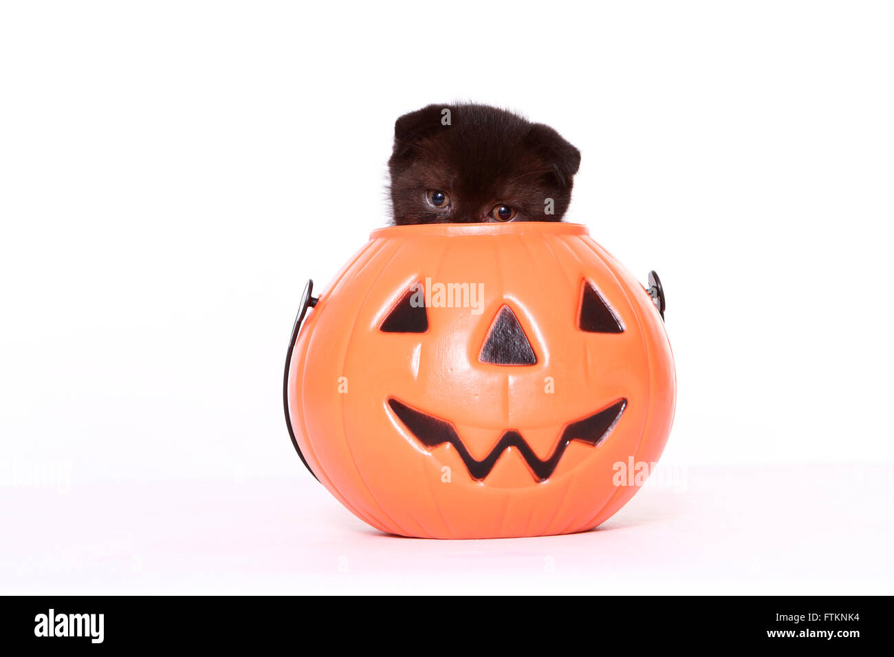Scottish Fold. Kitten (6 weeks old) in a Jack-O-Lantern. Studio picture against a white background. Germany Stock Photo