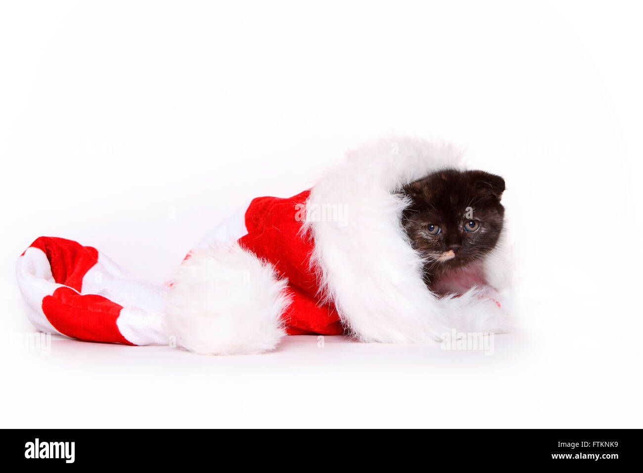Scottish Fold. Kitten (6 weeks old) lying in a Santa Claus hat. Studio picture against a white background. Germany Stock Photo