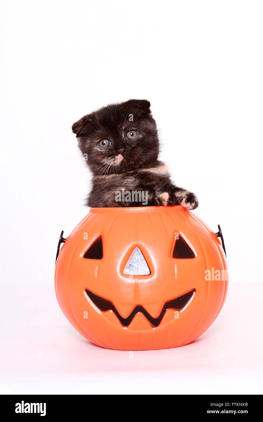 Scottish Fold. Kitten (6 weeks old) in a Jack-O-Lantern. Studio picture against a white background. Germany Stock Photo