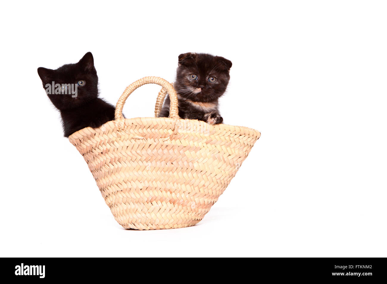 Scottish Fold and British Shorthair. Two kittens (6 weeks old) in a shopping bag. Studio picture against a white background. Germany Stock Photo