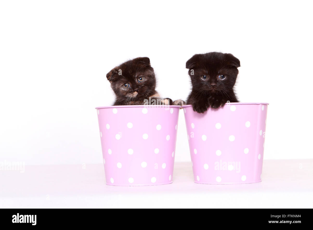 Scottish Fold. Two kittens (6 weeks old) in pink pots with polka dots. Studio picture against a white background. Germany Stock Photo