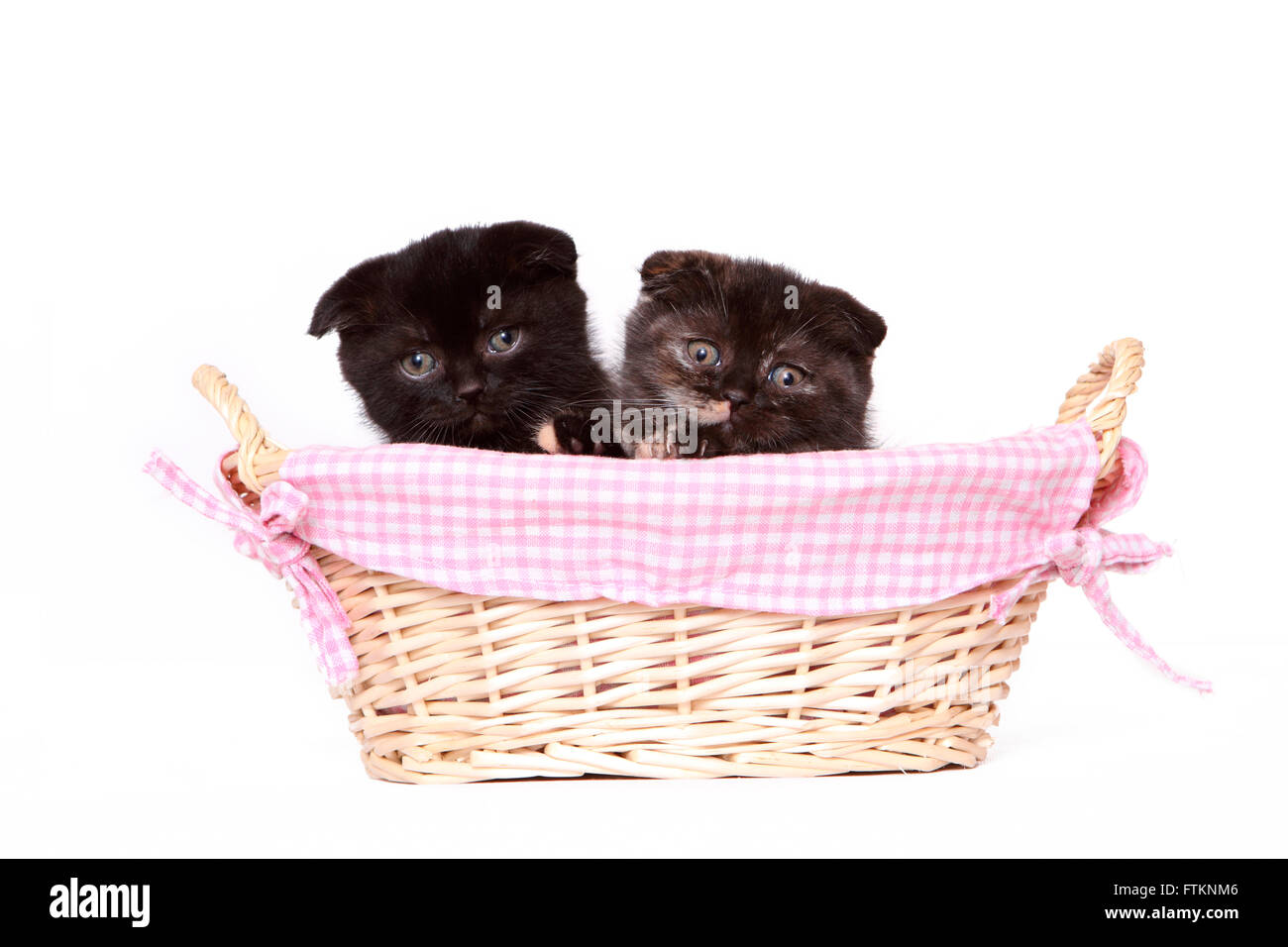 Scottish Fold. Two kittens (6 weeks old) in a wicker basket. Studio picture against a white background. Germany Stock Photo