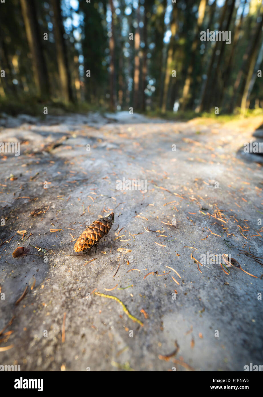 Spruce Cone on Ice in Forest Stock Photo