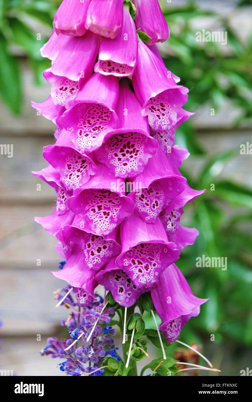 Foxglove plant close up hi-res stock photography and images - Alamy