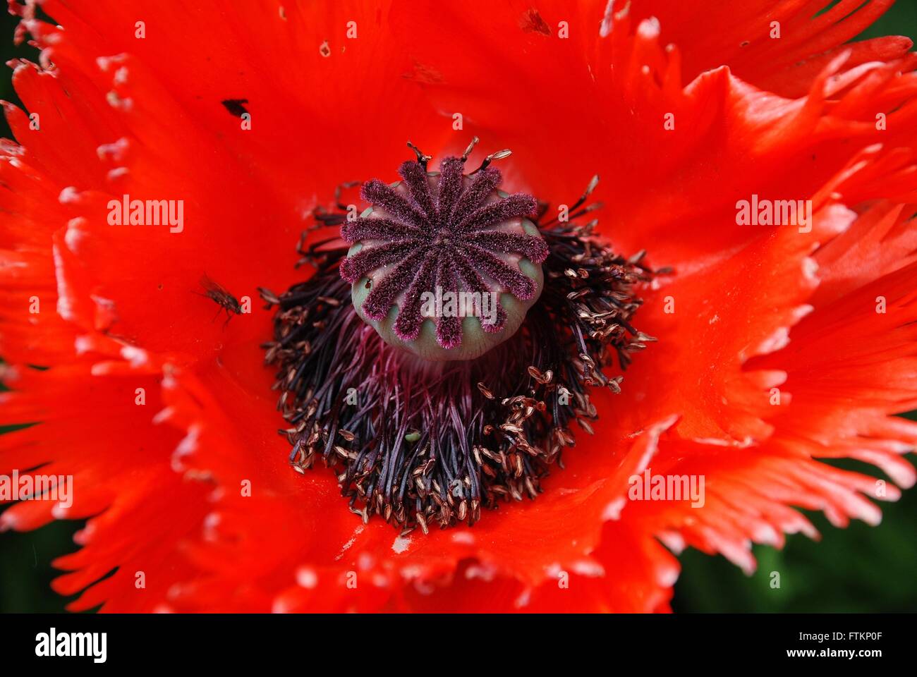 Close up of the seed head of a red poppy in bloom. Stock Photo