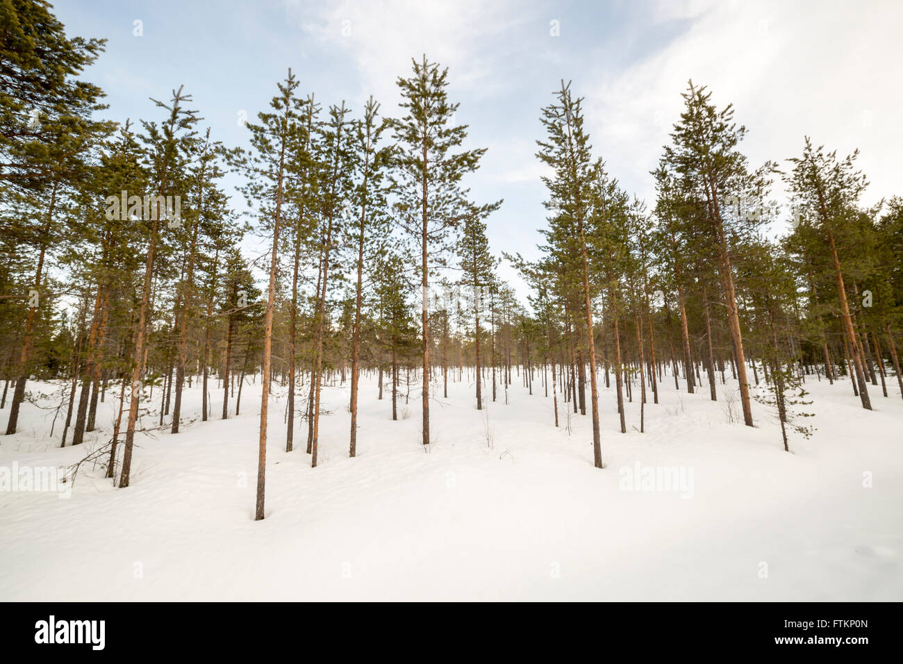 Pine Tree Forest in winter with snow Stock Photo - Alamy