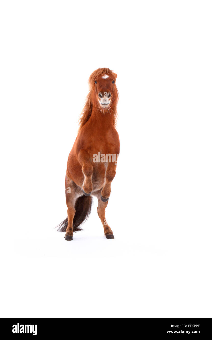 Shetland Rearing Shetland pony horse rearing hi-res stock photography and images - Alamy