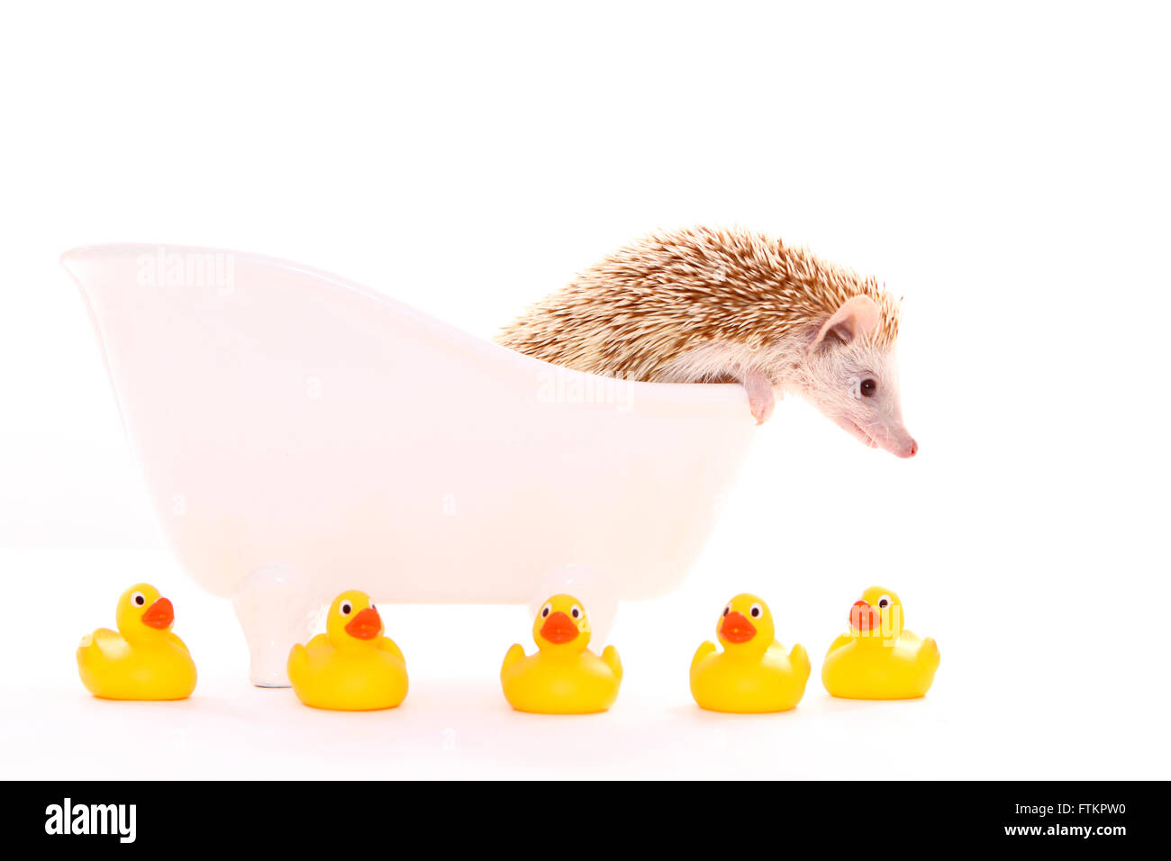 Four-toed Hedgehog, African Pygmy Hedgehog (Atelerix albiventris). Male climbing out from a bath tub. Studio picture against a white background. Germany Stock Photo