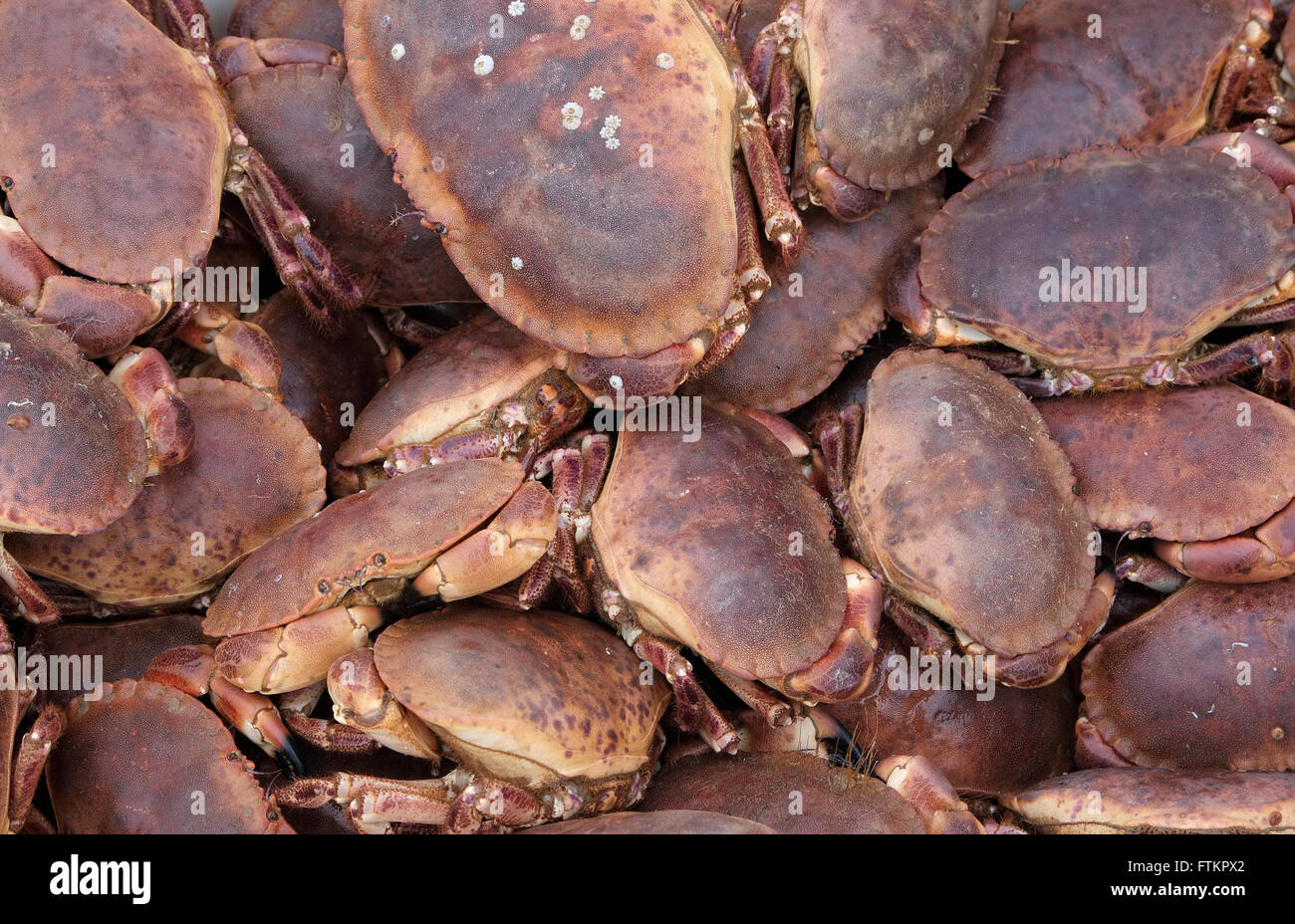 Cromer crab hires stock photography and images Alamy