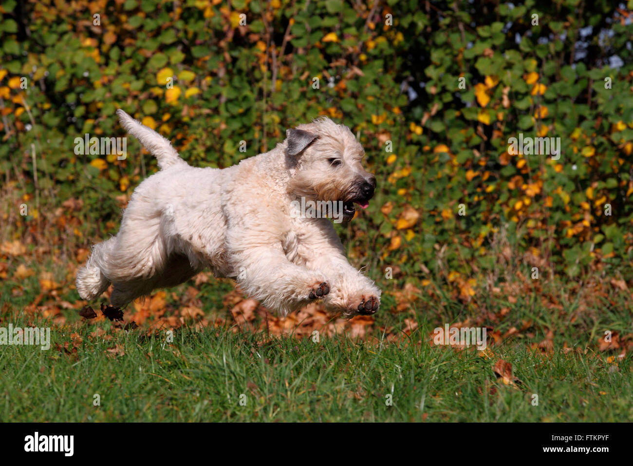 Irish Soft Coated Wheaten Terrier. Adult male running on a meadow. Germany Stock Photo