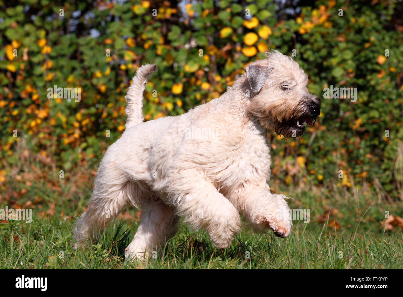Irish Soft Coated Wheaten Terrier. Adult male running on a meadow. Germany Stock Photo